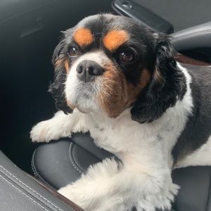 Meet your Posher, Febe and Halley